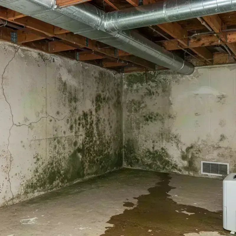 Professional Mold Removal in Rowan County, KY